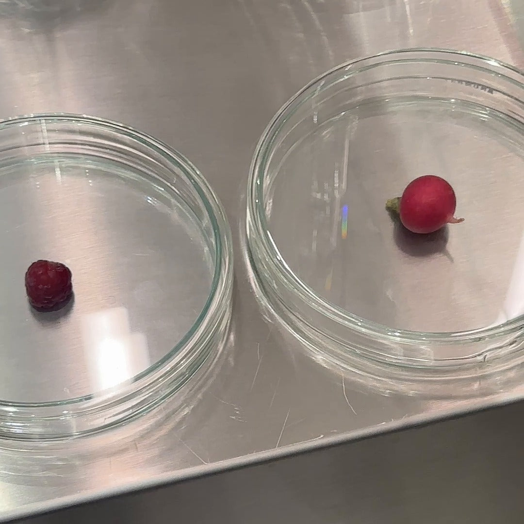 laboratorinės Petri lėkštelės, 2 vnt.